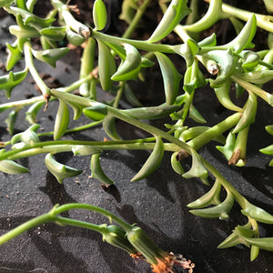 Senecio peregrinus Dolphin Necklace