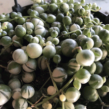 Load image into Gallery viewer, Senecio rowleyanus (variegated) String of Pearls