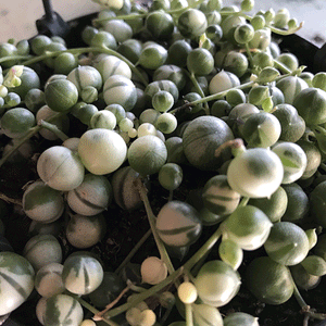 Senecio rowleyanus (variegated) String of Pearls