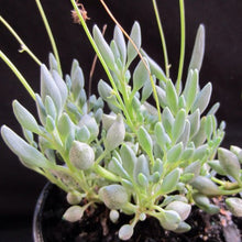 Load image into Gallery viewer, Senecio citriformis