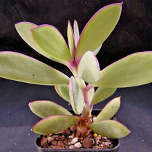 Load image into Gallery viewer, Senecio crassissimus / crassicaulis