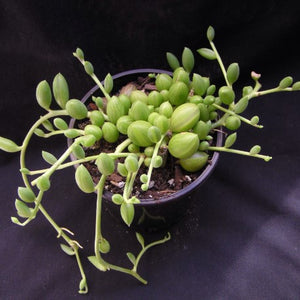 Senecio herreanus  String of Watermelons