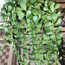 Load image into Gallery viewer, Senecio jacobsenii Trailing jade