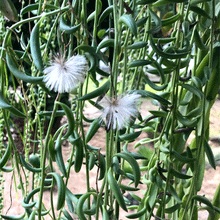 Load image into Gallery viewer, Senecio radicans  String of Beans