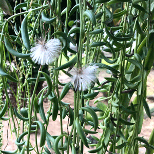 Senecio radicans  String of Beans