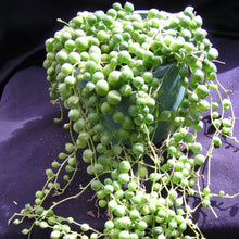 Load image into Gallery viewer, Senecio rowleyanus String of Pearls