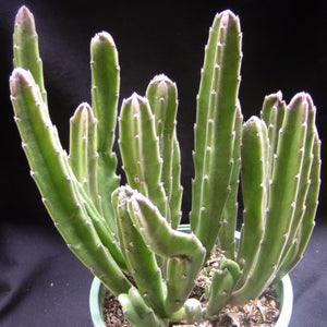 Stapelia leendertziae Black bells