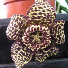 Load image into Gallery viewer, Stapelia variegata
