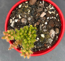 Load image into Gallery viewer, Rhipsalis mesembryanthemoides Clumpy mistletoe cactus