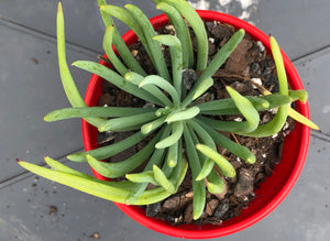 Senecio talinoides Narrow Leaf Chalksticks