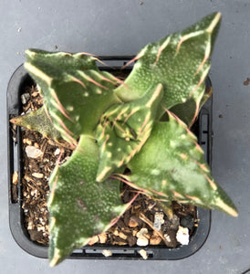 Faucaria tigrina Tiger Jaws