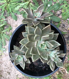 Graptoveria jules