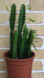 Euphorbia trigona African Milk Plant