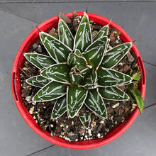 Load image into Gallery viewer, Agave victoriae-reginae Queen Victoria Agave