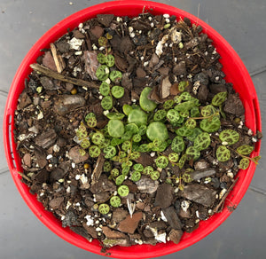 jade necklace plant peperomia Peperomia rotundifolia Jade Necklace/Turtles – The Succulent Garden