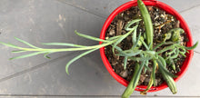Load image into Gallery viewer, Senecio radicans String of bananas