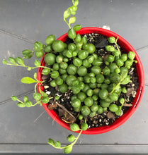 Load image into Gallery viewer, Senecio rowleyanus perla grande