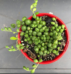 Senecio rowleyanus perla grande