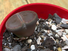 Load image into Gallery viewer, Lithops Living Stones