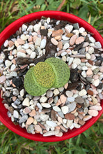 Load image into Gallery viewer, Lithops Living Stones
