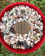 Load image into Gallery viewer, Lithops Living Stones