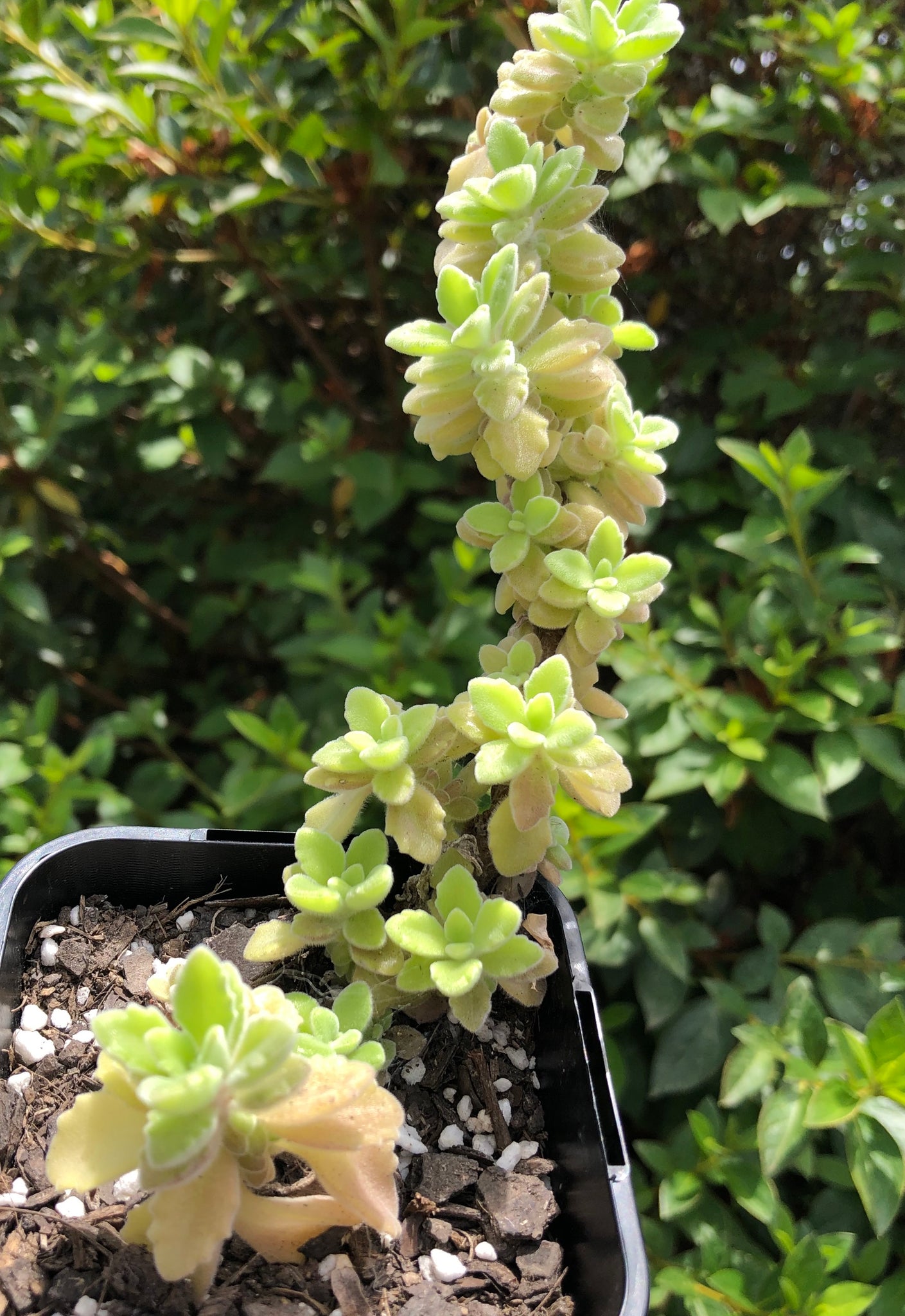 vicks succulent Plectranthus caninus Compact Vicks Plant – The Succulent Garden