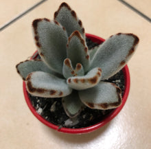 Load image into Gallery viewer, Kalanchoe Tomentosa Silver
