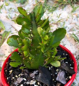 Rhipsalis schenkii Bits and Pieces