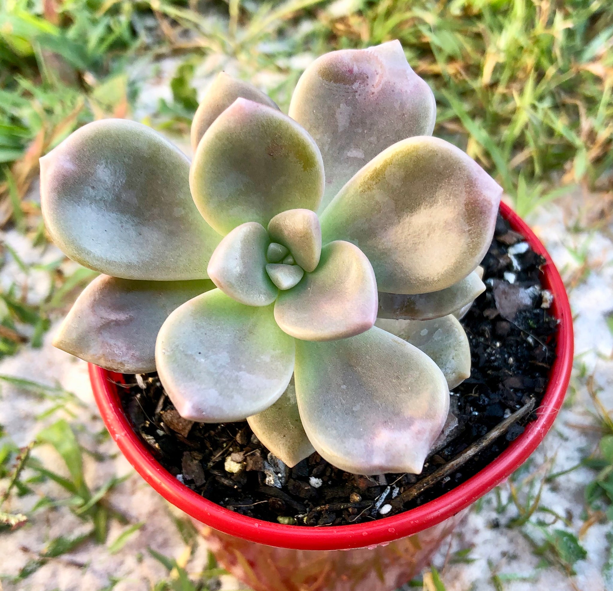 mauve succulent Graptoveria Mauve Accord – The Succulent Garden