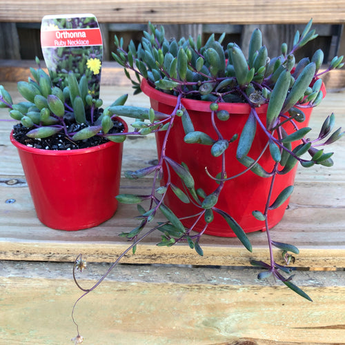 Othonna 'Ruby Necklace'
