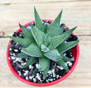 Haworthia cassytha