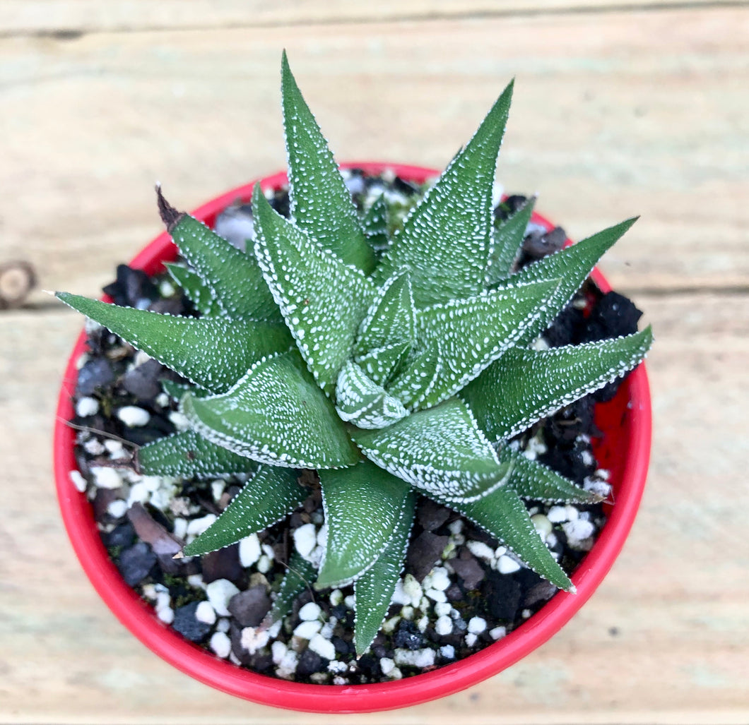 Haworthia cassytha