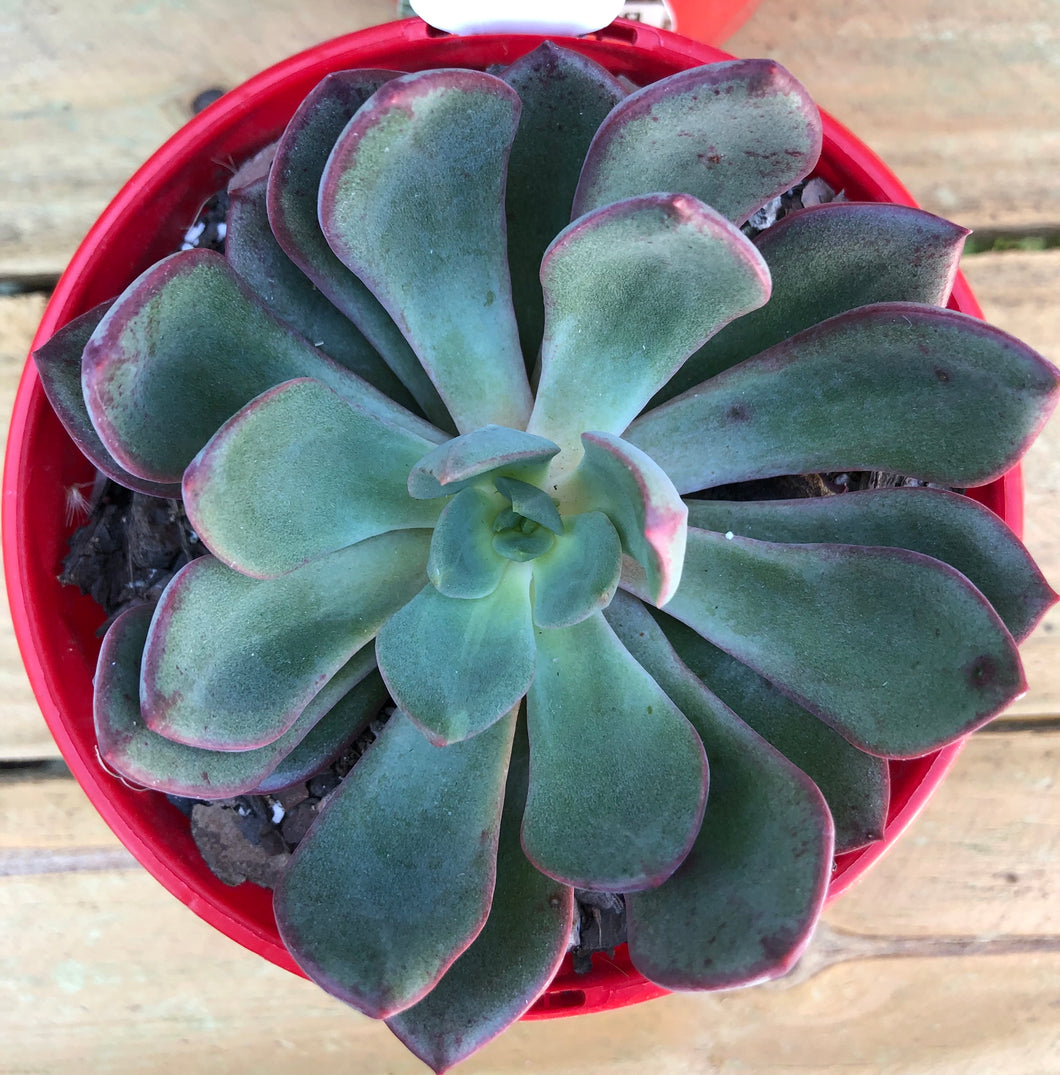 Echeveria bella rouge