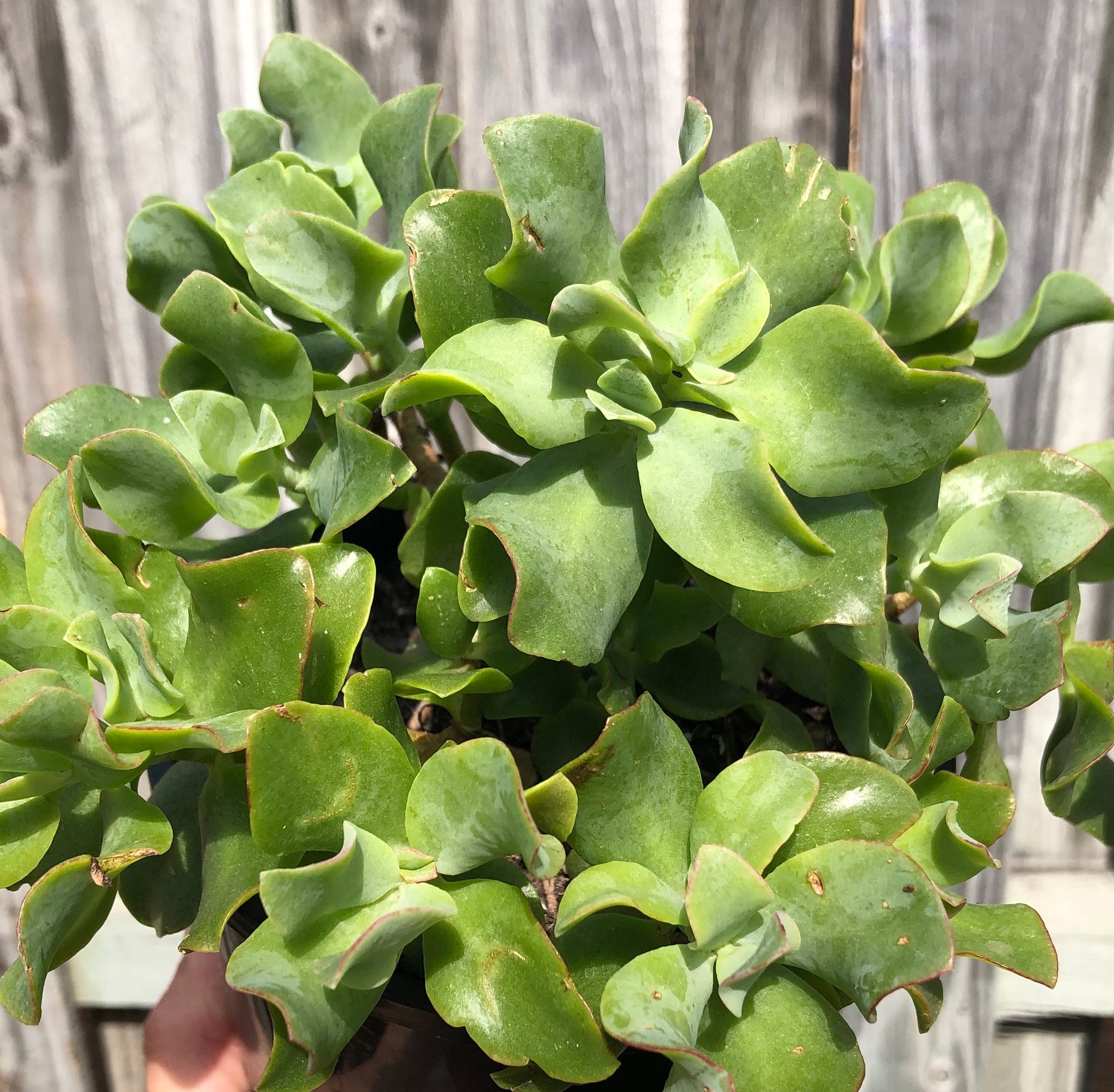 curly green succulent Crassula ovata undulatafolia Curly or Ripple jade – The Succulent Garden