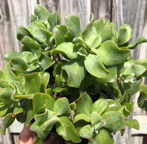 Crassula ovata undulatafolia Curly or Ripple jade