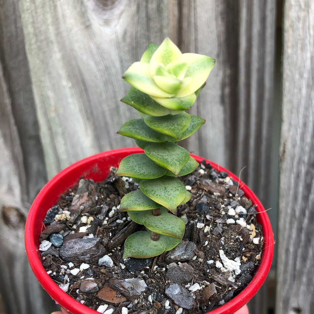 Crassula perfoliata variegated