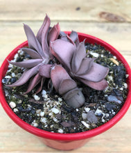Load image into Gallery viewer, Gasteria grandorf