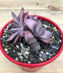 Gasteria grandorf