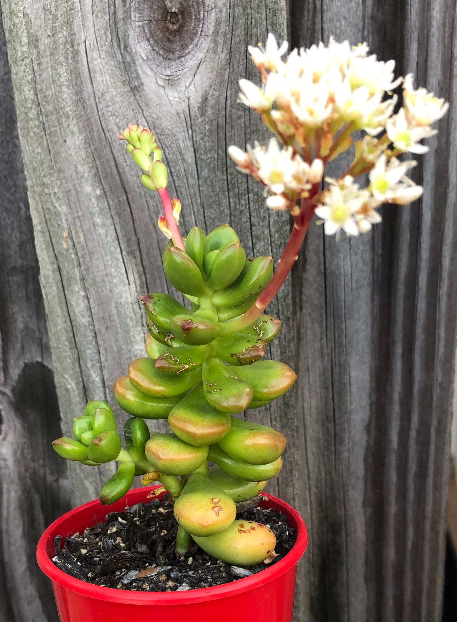 jelly bean succulent flower Sedum lucidium Giant Jelly Bean