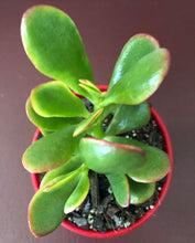 Load image into Gallery viewer, Crassula Ovata Hummel&#39;s Sunset Dwarf Form