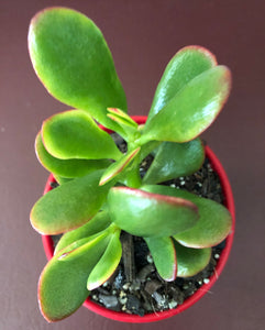 Crassula Ovata Hummel's Sunset Dwarf Form