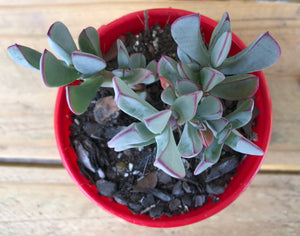 Ruschia maxima
