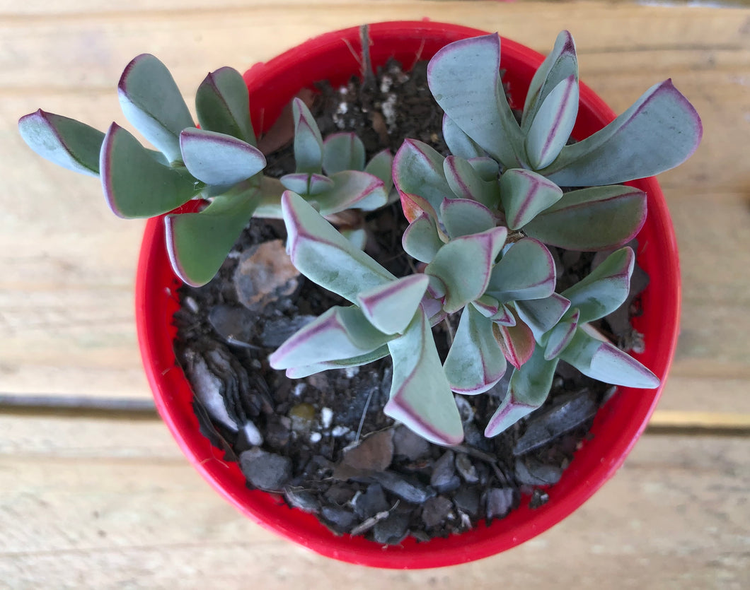 Ruschia maxima