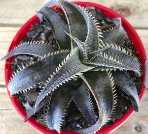 Dyckia