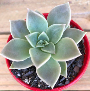 Graptoveria titubans Porcelain plant