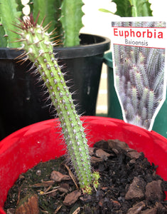 Euphorbia baioensis