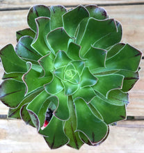 Load image into Gallery viewer, Aeonium atropurpureum lime green