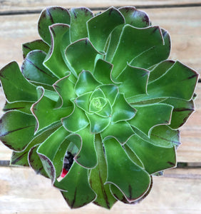 Aeonium atropurpureum lime green
