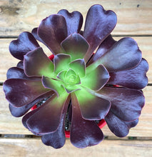 Load image into Gallery viewer, Aeonium atropurpureum bronze