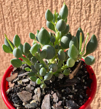 Load image into Gallery viewer, Senecio citriformis